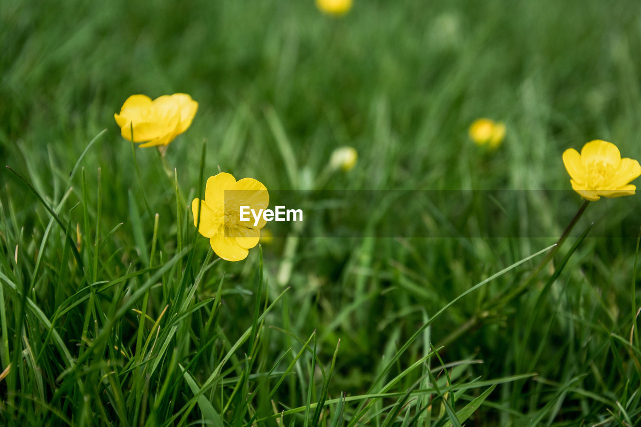 Close-up of yellow flowering plant on field