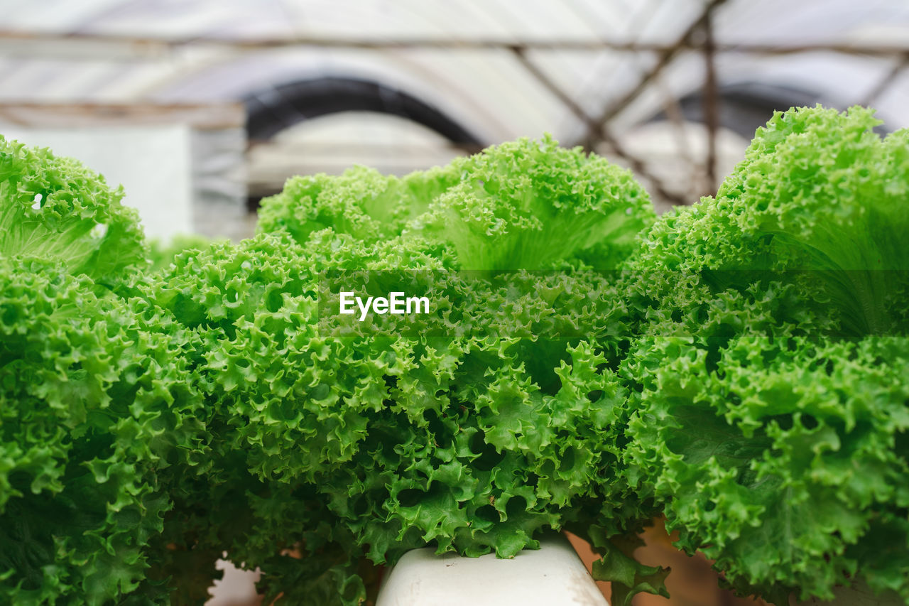 Vegetable lettuce in a greenhouse farm