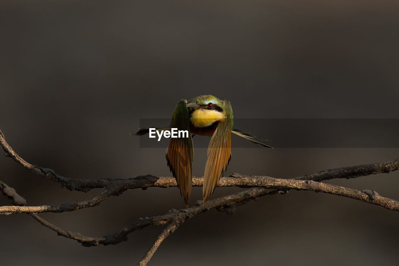 bird perching on branch