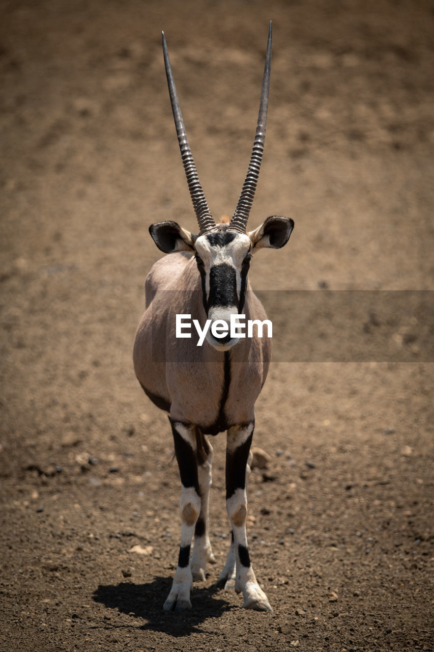 Gemsbok stands on stony ground facing camera