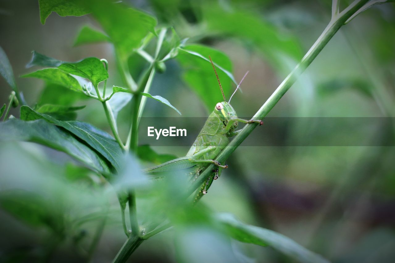 CLOSE-UP OF GRASSHOPPER ON LEAF