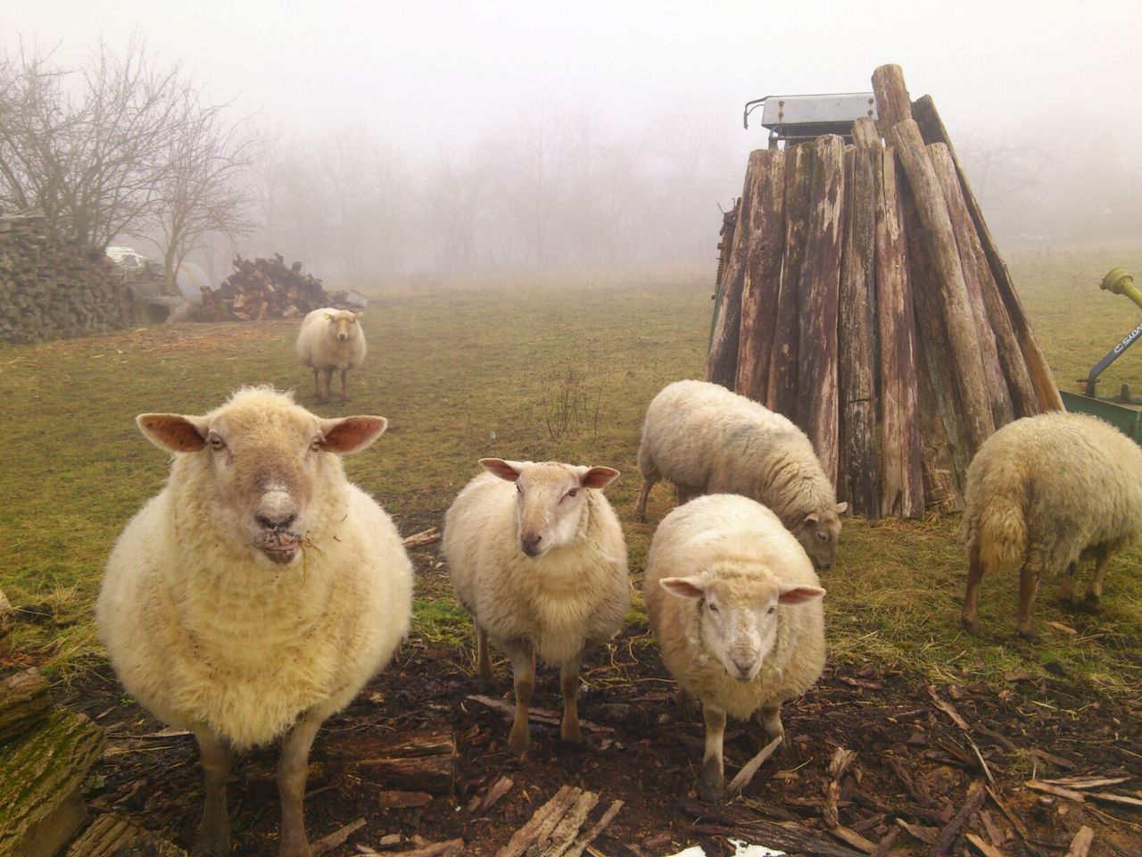 High angle view of sheep family on grassy field