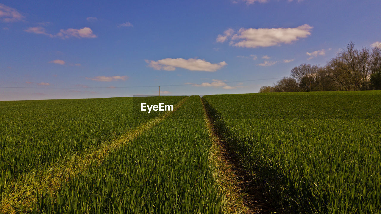 CROPS GROWING ON FIELD AGAINST SKY