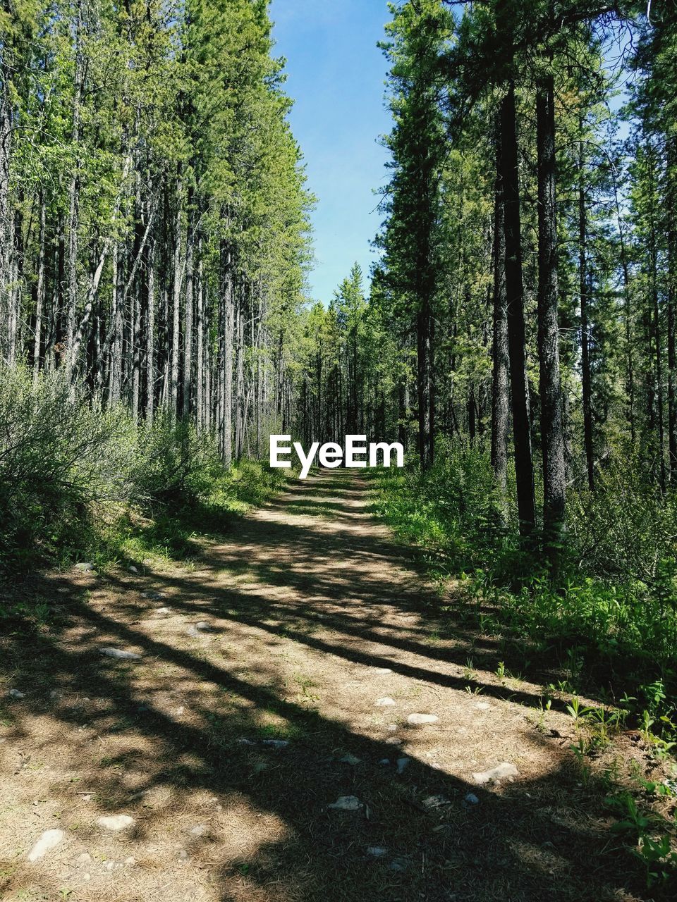 Dirt road amidst trees in forest