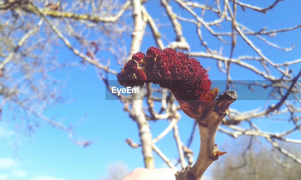 Low angle view of plant against sky