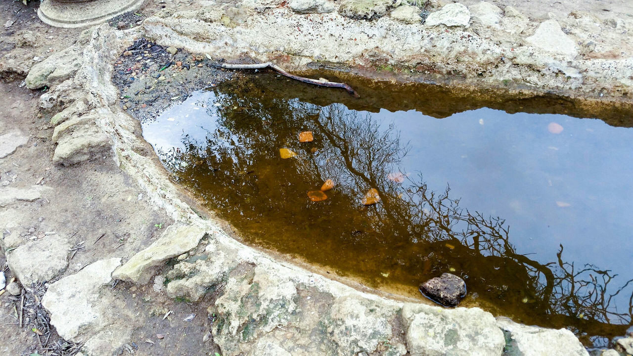 Tree reflecting on puddle