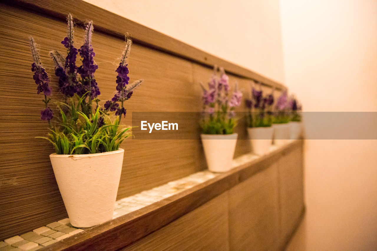 Flower pots arranged by wall at home