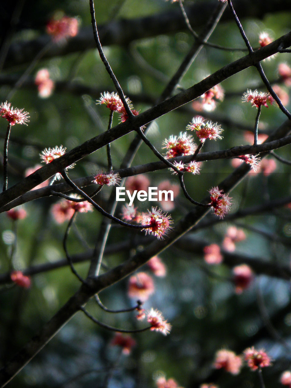 Close-up of flowers on branch