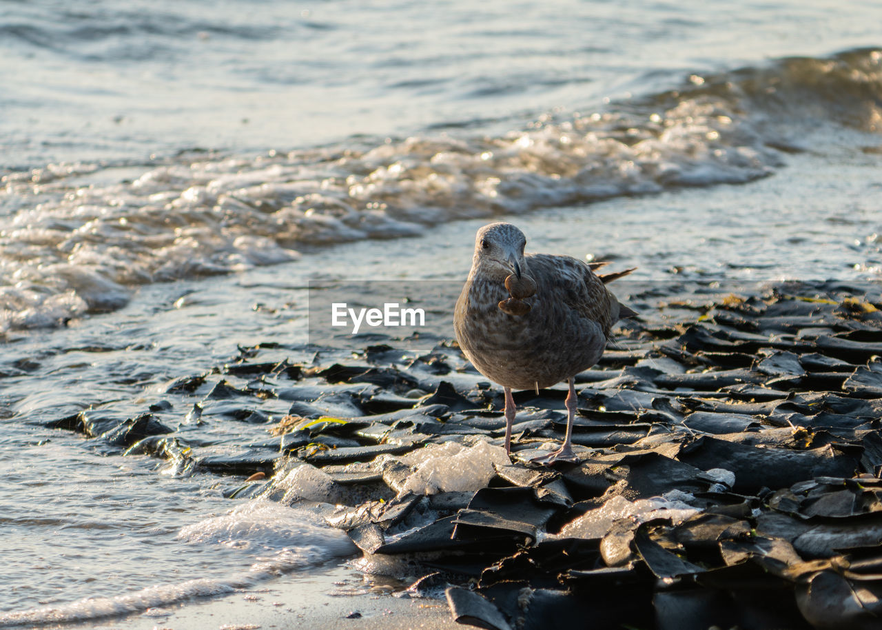 High angle view of seagull on beach