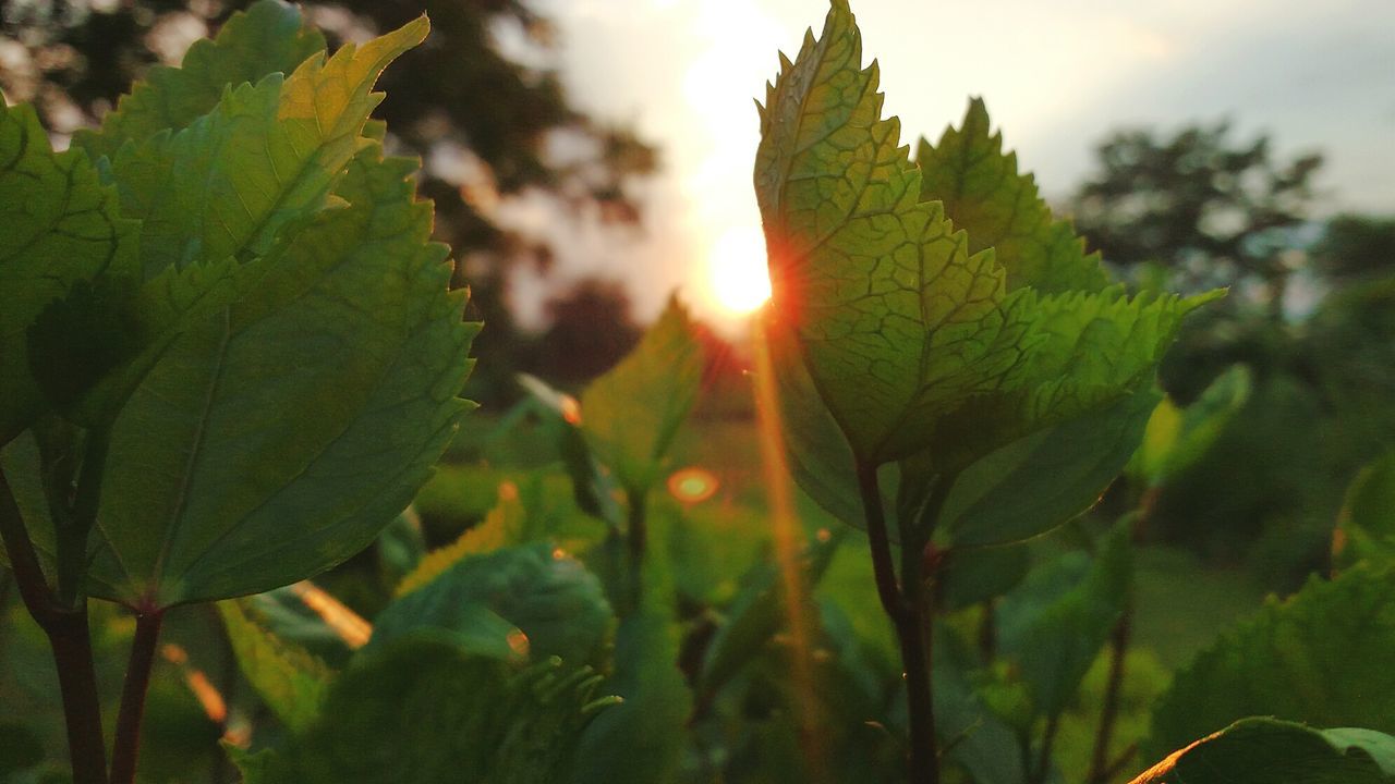 CLOSE-UP OF FRESH GREEN PLANT