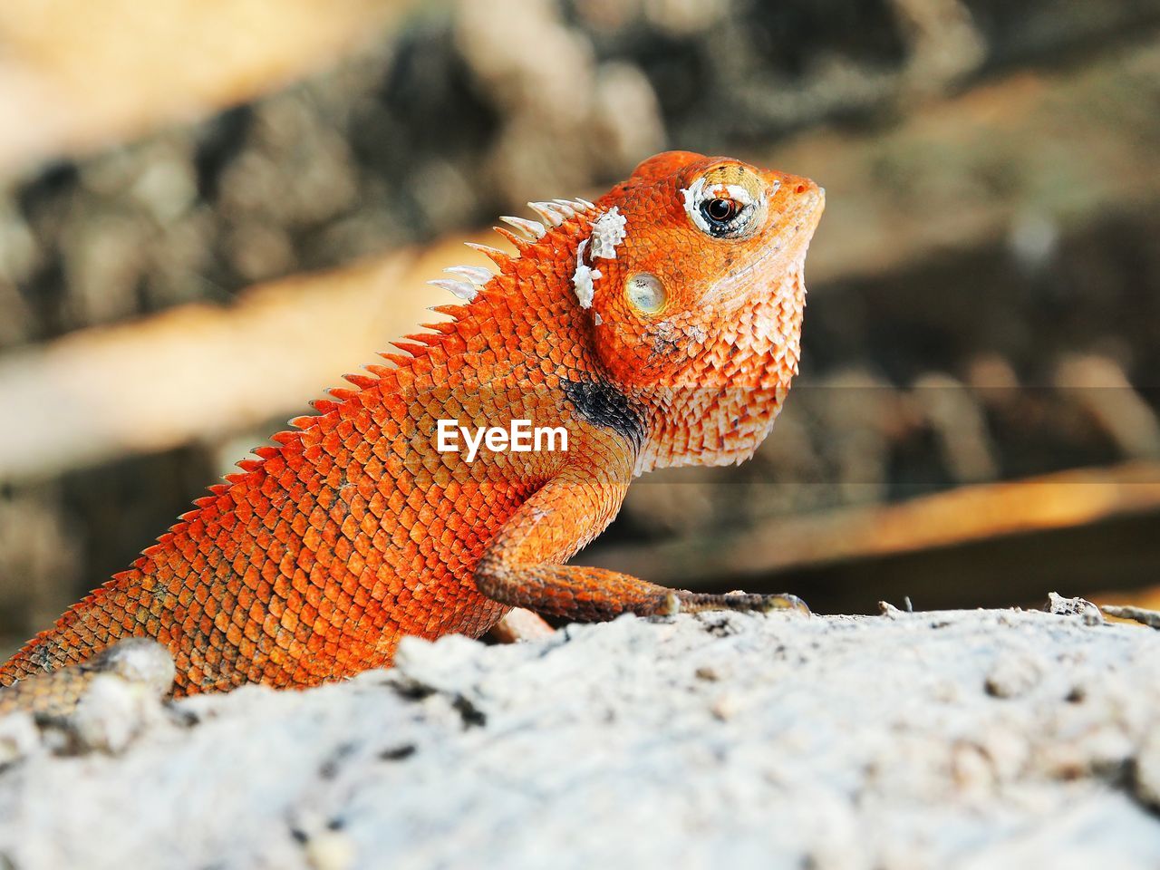 CLOSE-UP OF A REPTILE ON ROCK