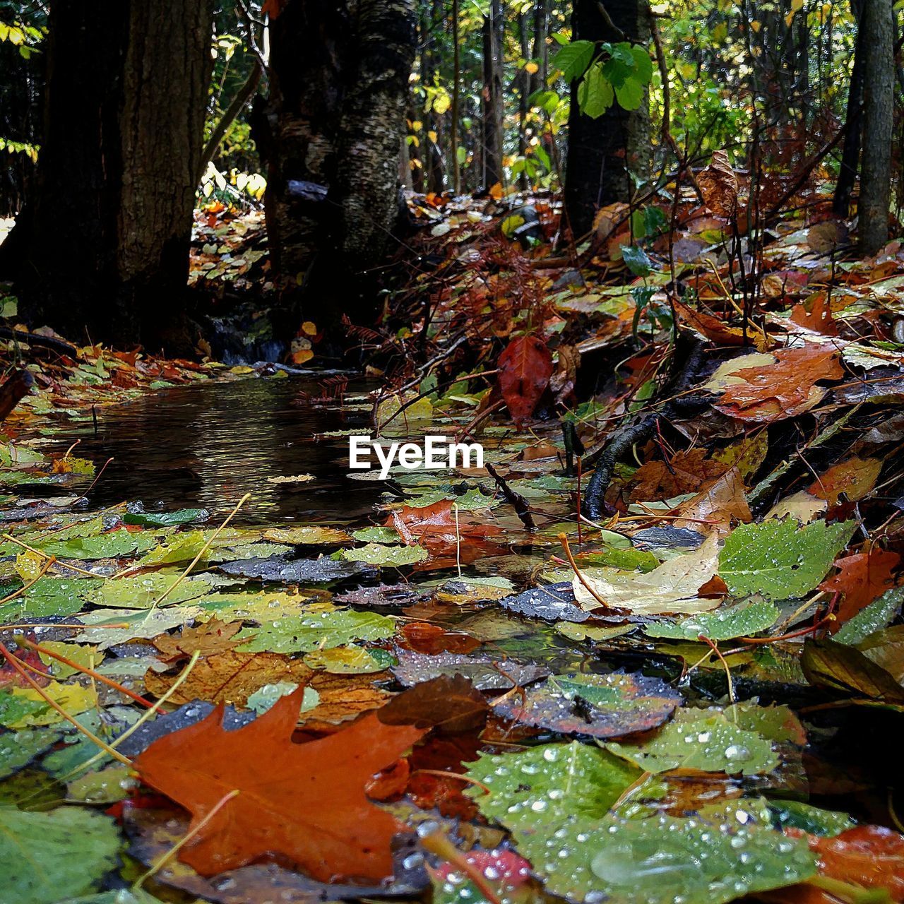 AUTUMN TREE BY WATER