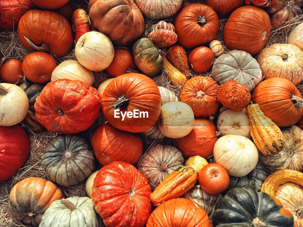 Full frame shot of pumpkins for sale