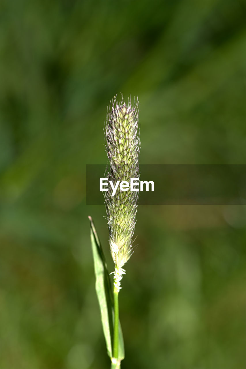 CLOSE-UP OF INSECT ON FLOWERS