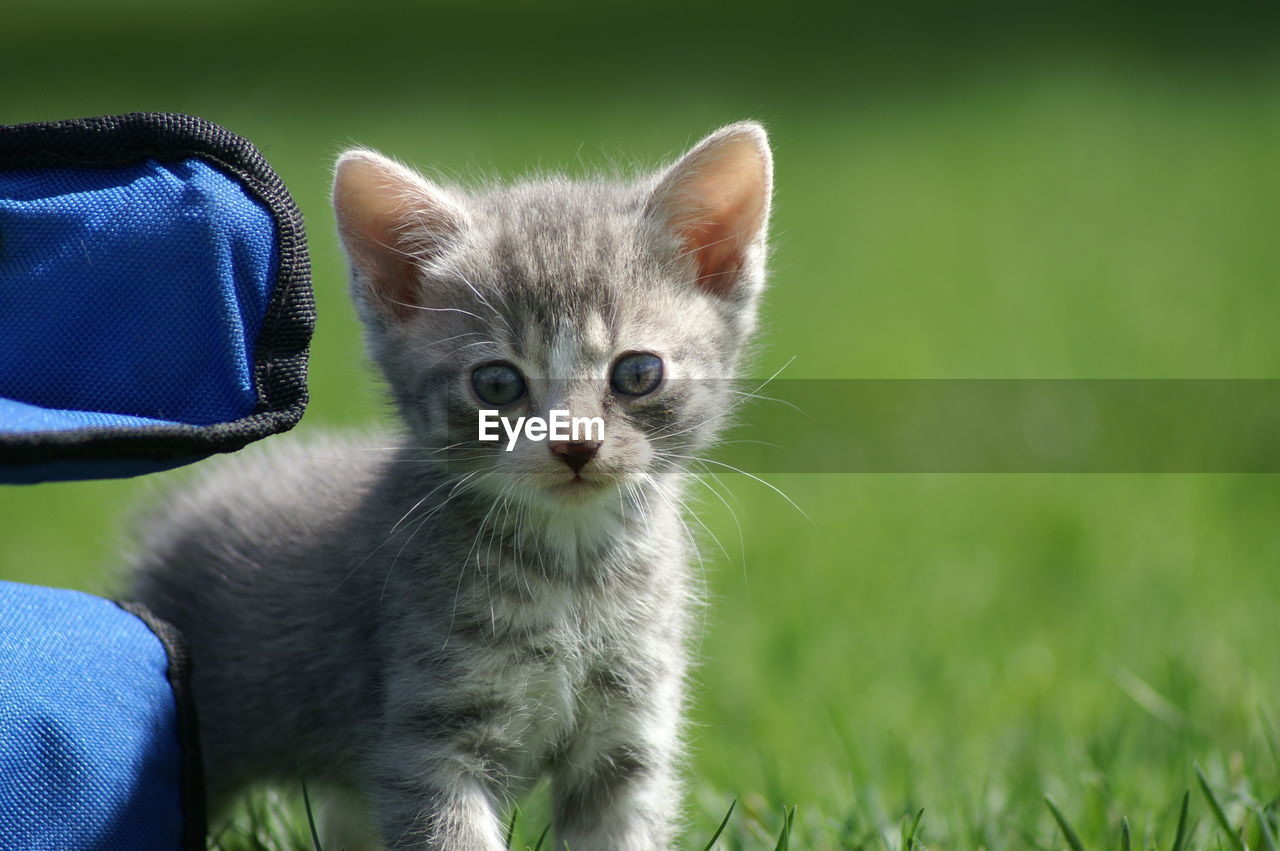 Portrait of kitten on grass