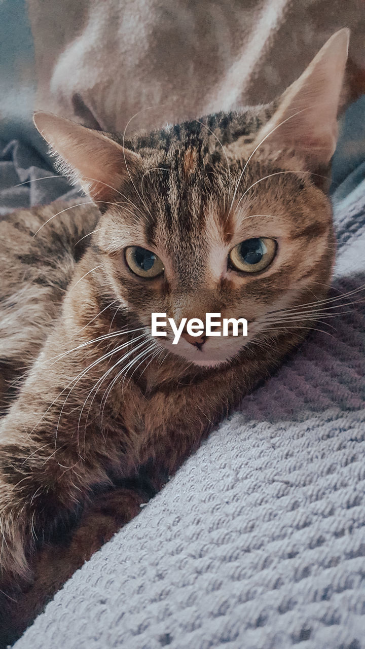 Close-up portrait of cat