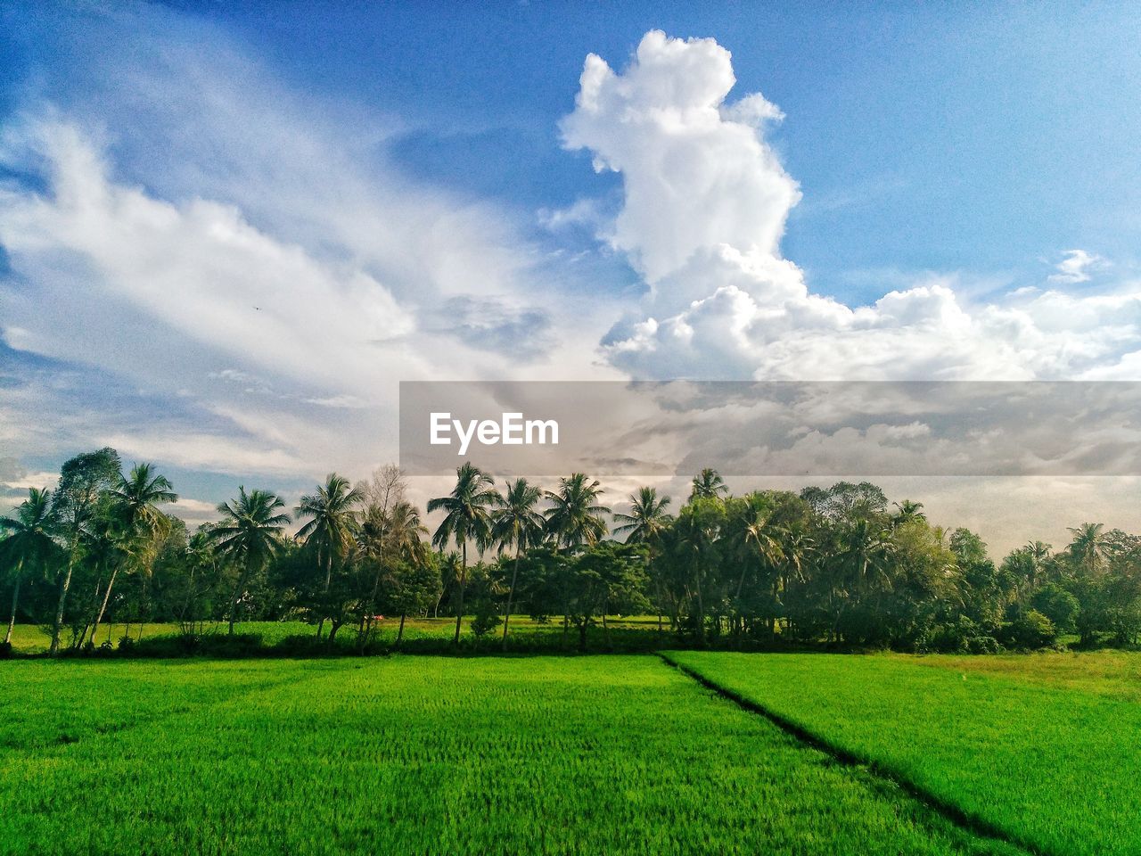 SCENIC VIEW OF FARM AGAINST SKY