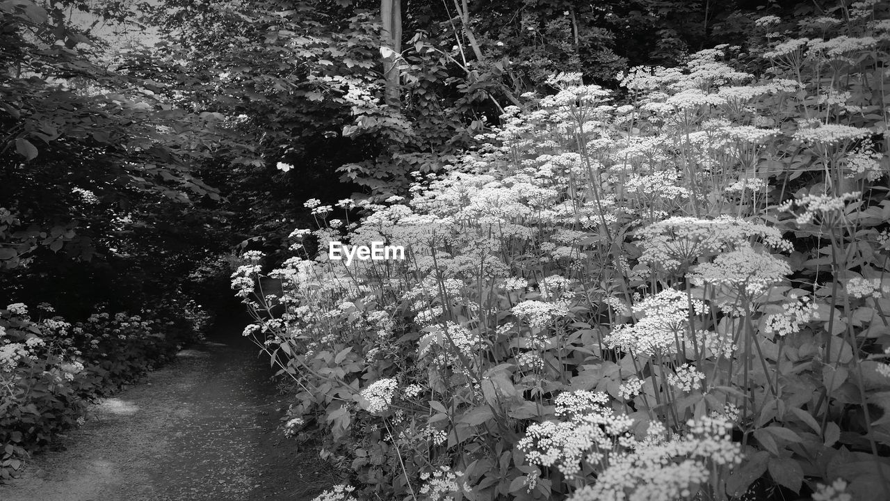 Pathway amidst plants in forest