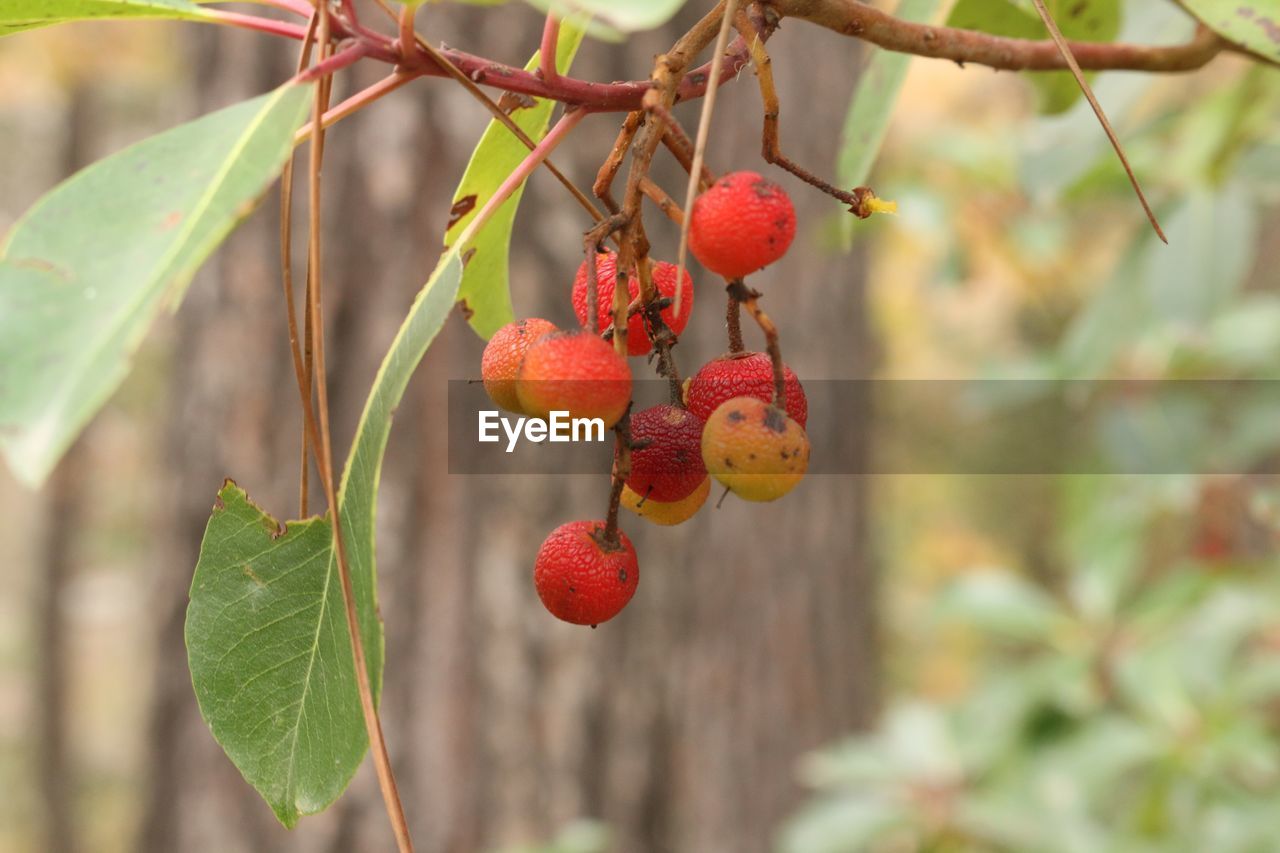 Close-up of red berries on tree