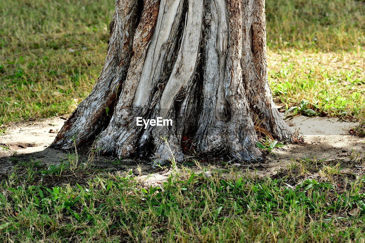 CLOSE-UP OF TREE TRUNKS IN FIELD