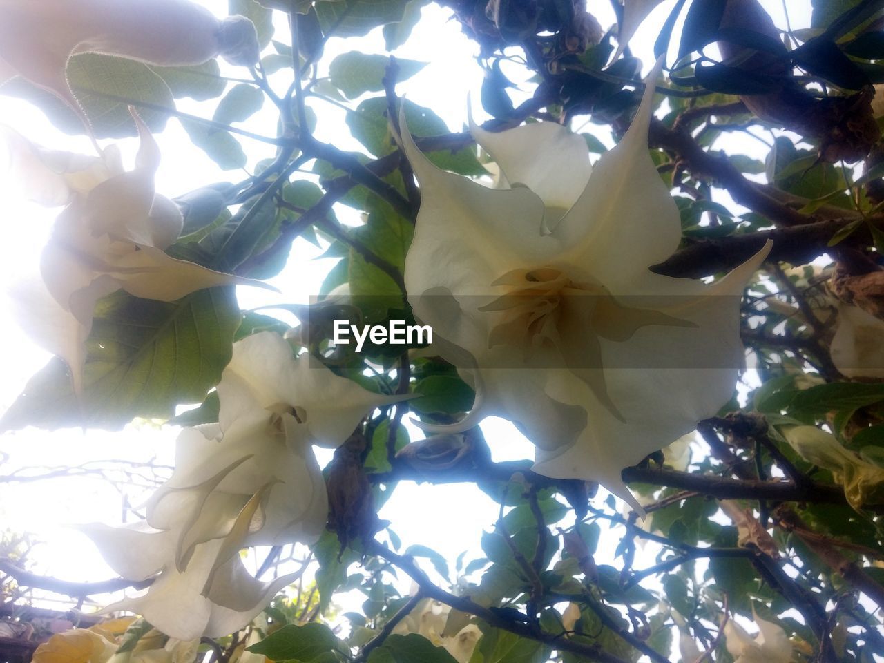 LOW ANGLE VIEW OF FLOWERS