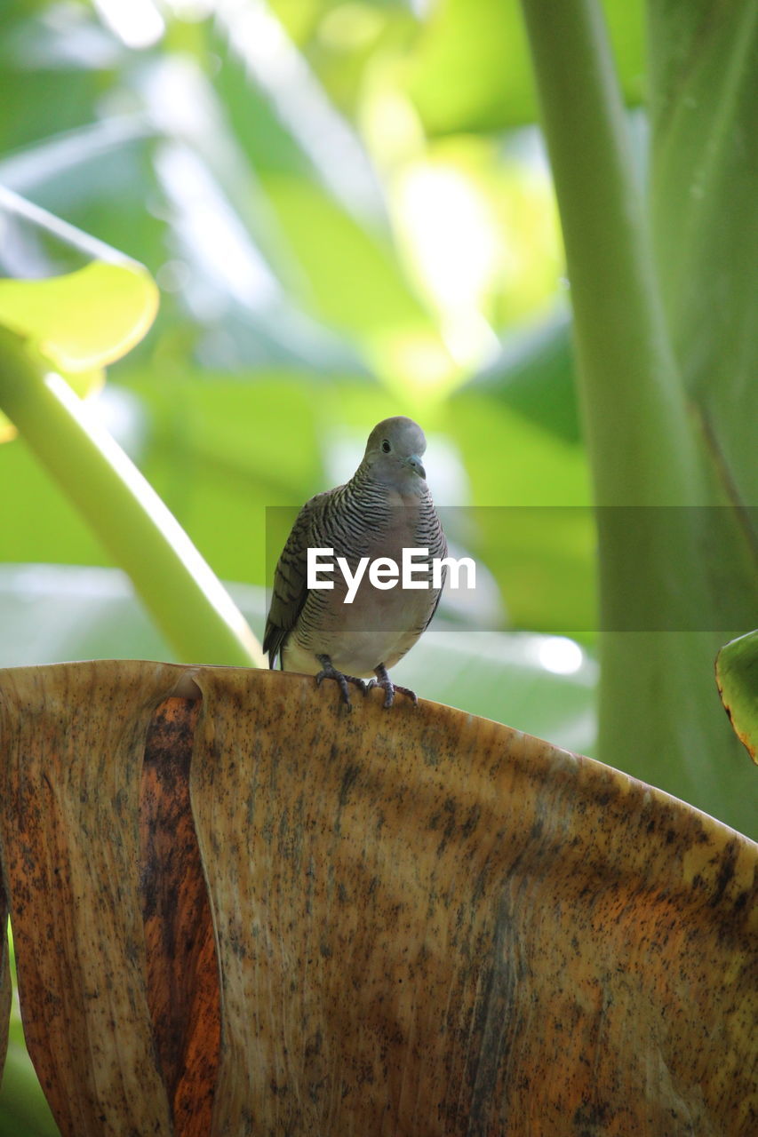 CLOSE-UP OF BIRD PERCHING ON A PLANT