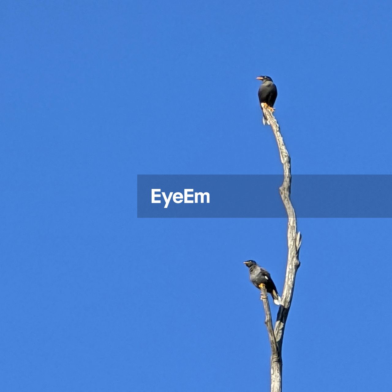 blue, sky, clear sky, animal, animal themes, animal wildlife, bird, nature, wildlife, copy space, no people, low angle view, sunny, day, one animal, outdoors, perching, street light, plant