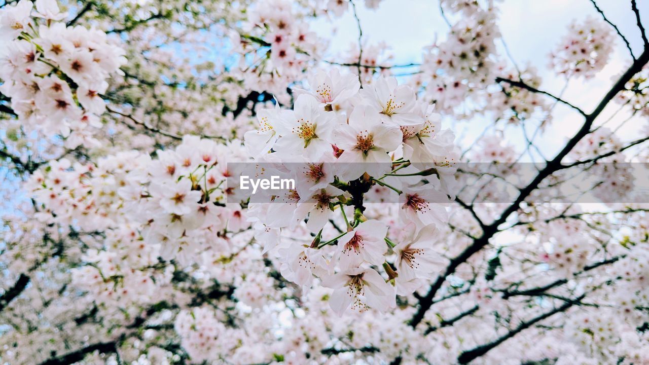 CHERRY BLOSSOMS IN SPRING