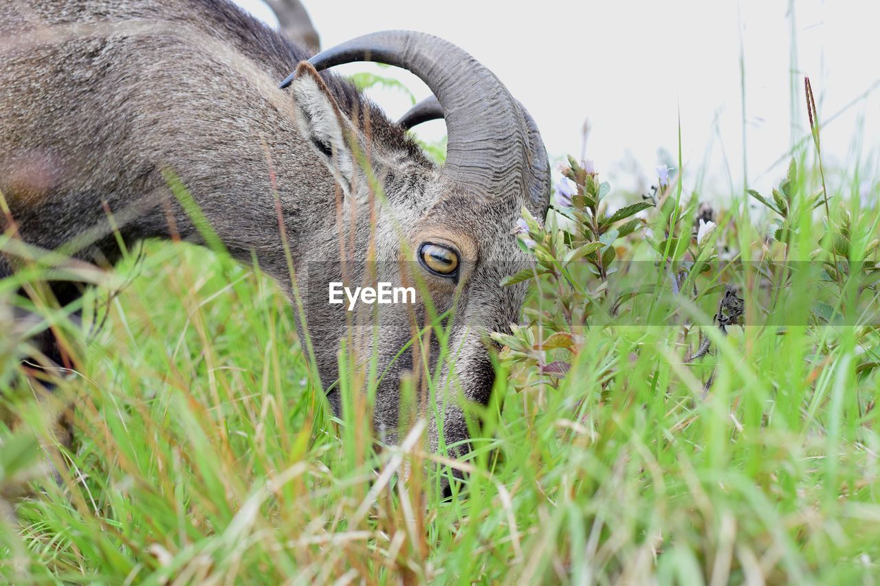 Nilgiri tahr peacefully grazing