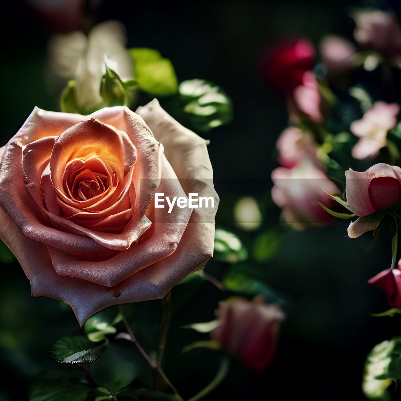 flower, flowering plant, plant, rose, beauty in nature, garden roses, freshness, nature, close-up, flower head, petal, pink, fragility, inflorescence, red, macro photography, leaf, plant part, no people, floristry, focus on foreground, yellow, outdoors