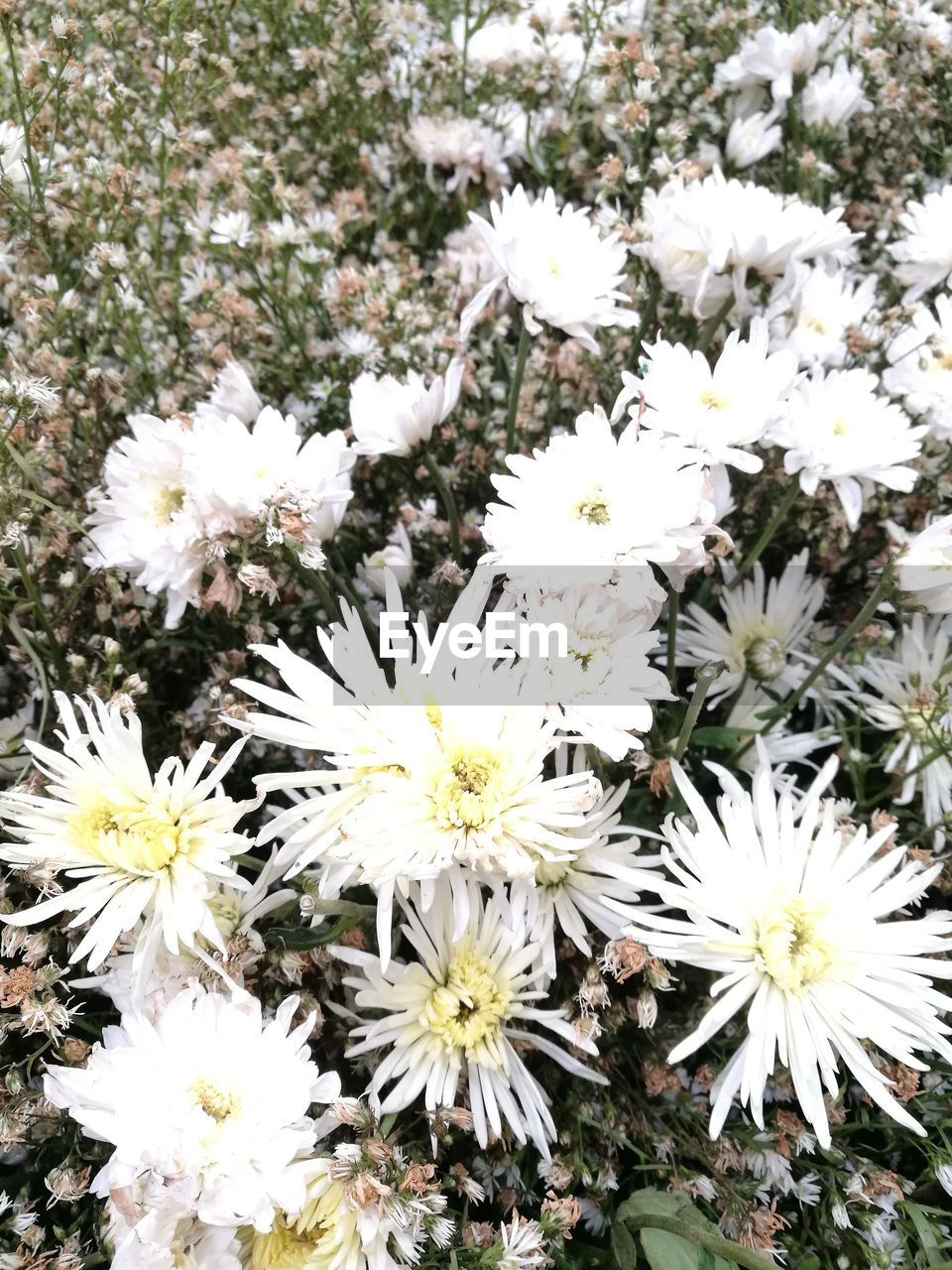 CLOSE-UP OF WHITE FLOWERS BLOOMING