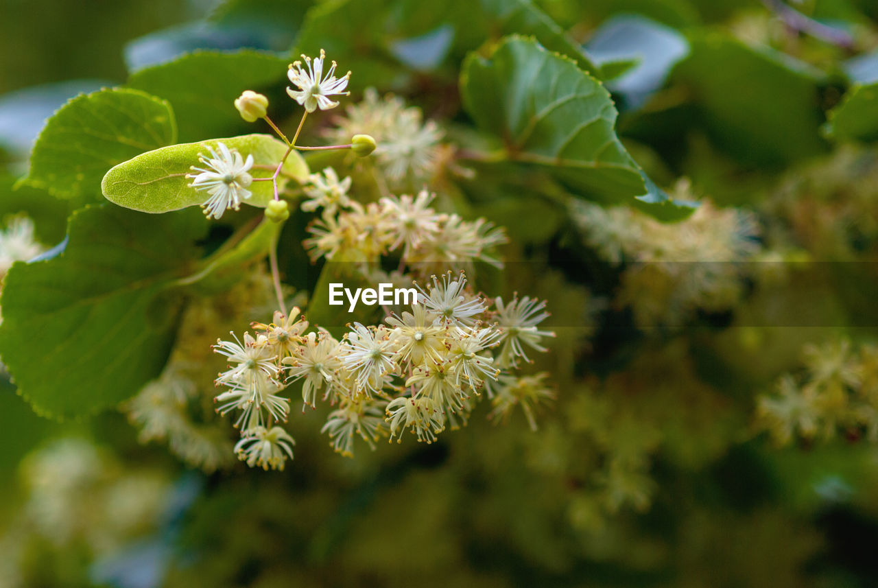 Lime blossom on tree, close up