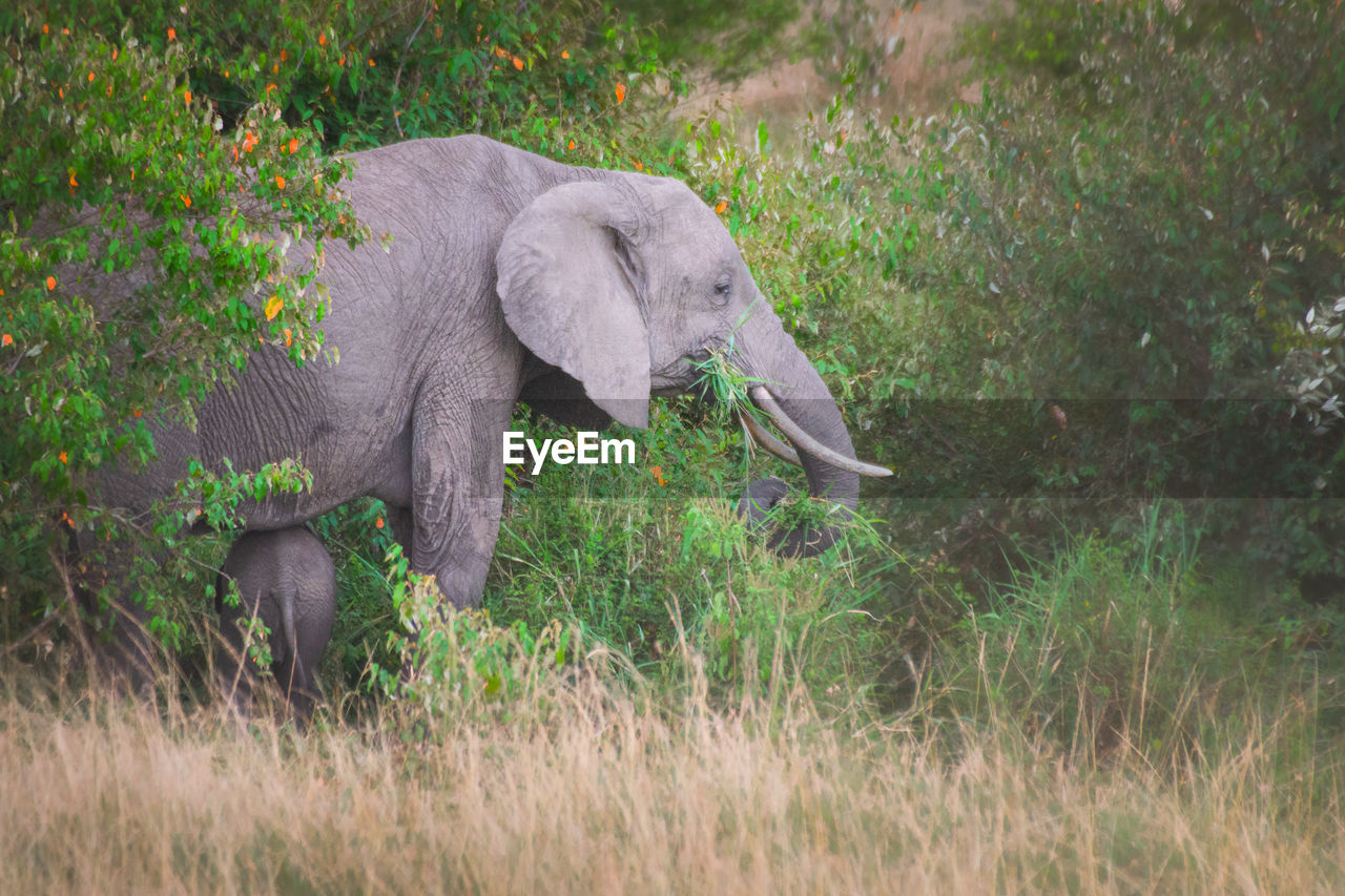 animal themes, animal, animal wildlife, indian elephant, wildlife, elephant, mammal, plant, african elephant, one animal, grass, safari, animal body part, no people, nature, tusk, tree, tourism, side view, outdoors, adventure, day, animal trunk, environment, land, travel destinations, walking, beauty in nature, gray, savanna, field