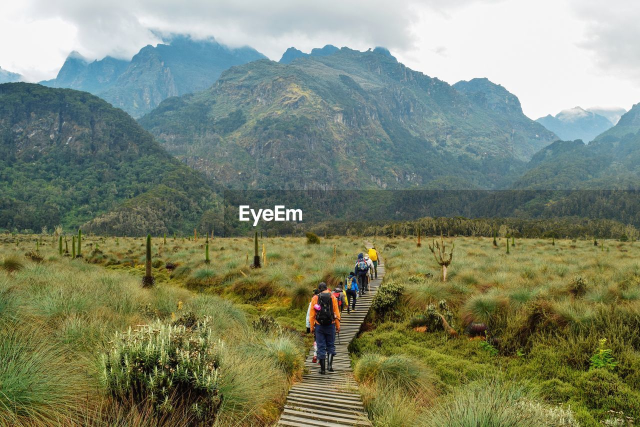 A group of hikers in the panoramic mountain landscapes of rwenzori mountains, uganda