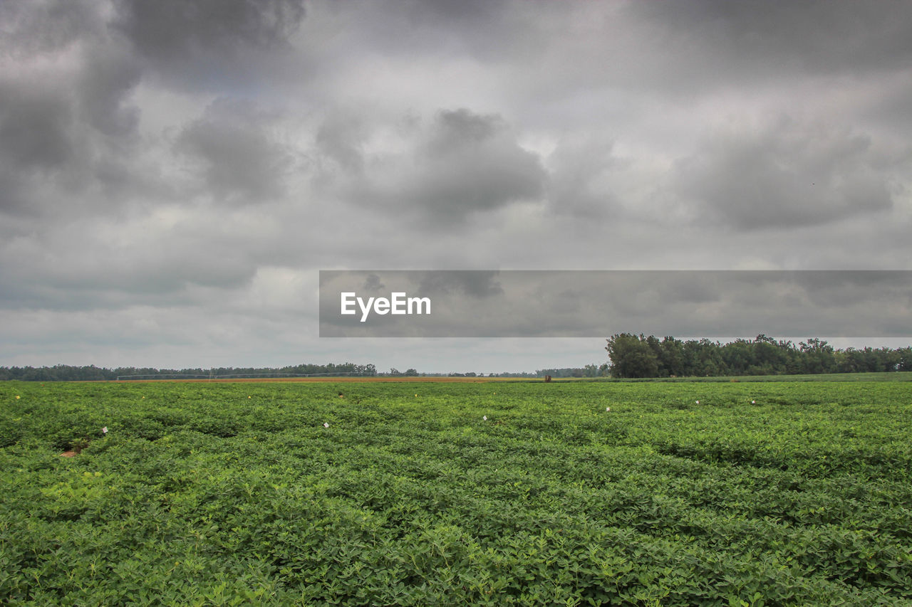 Scenic view of grassy field against cloudy sky