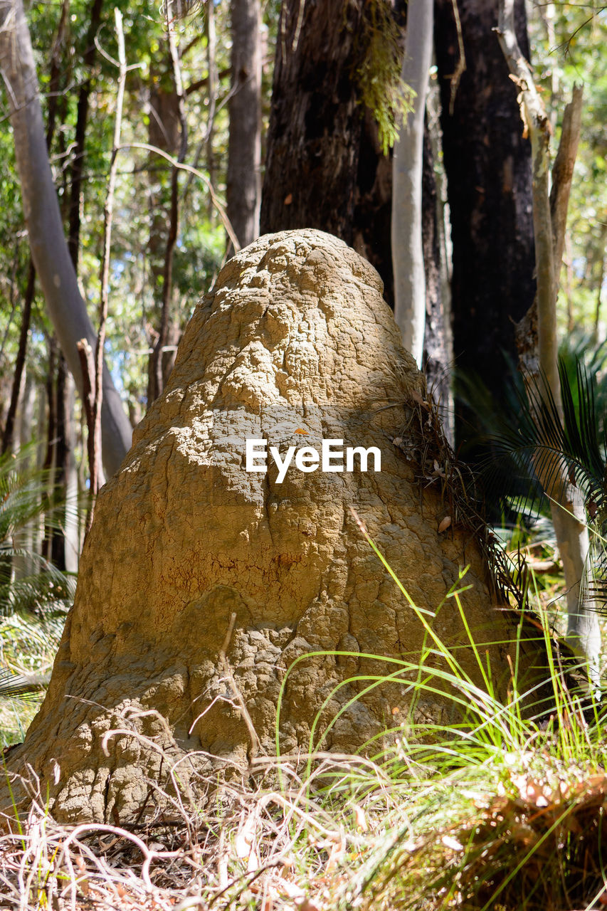 Close-up of tree trunk in forest