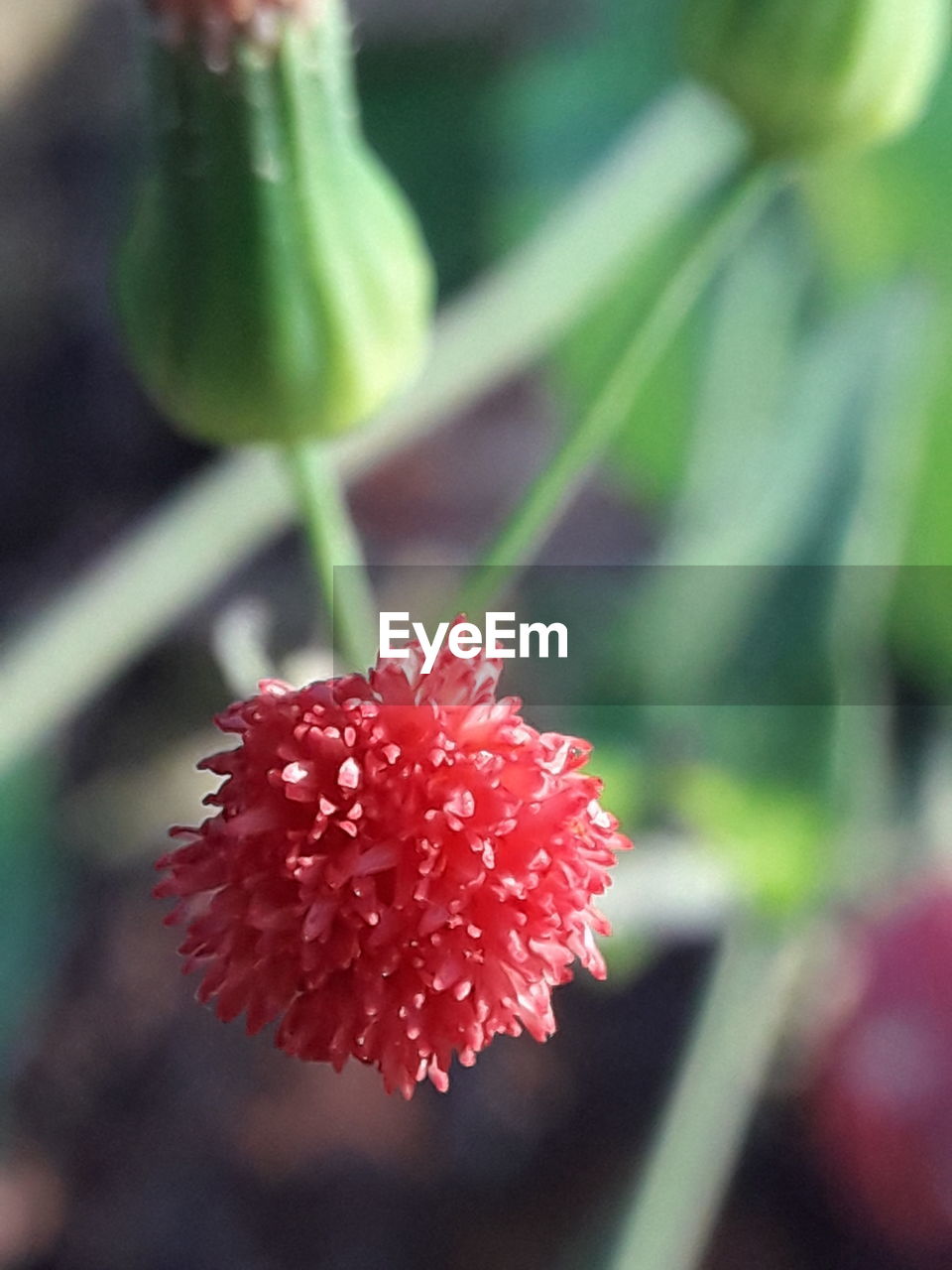 CLOSE-UP OF RED FLOWER OUTDOORS