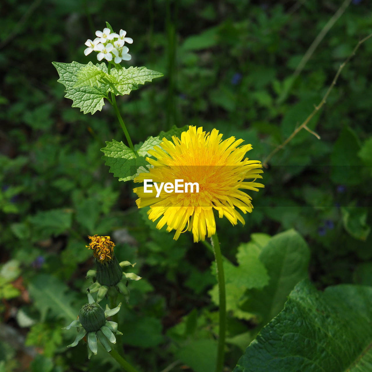 Close-up of yellow flower