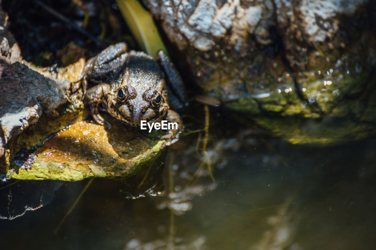 Portrait of frog on rocks by river