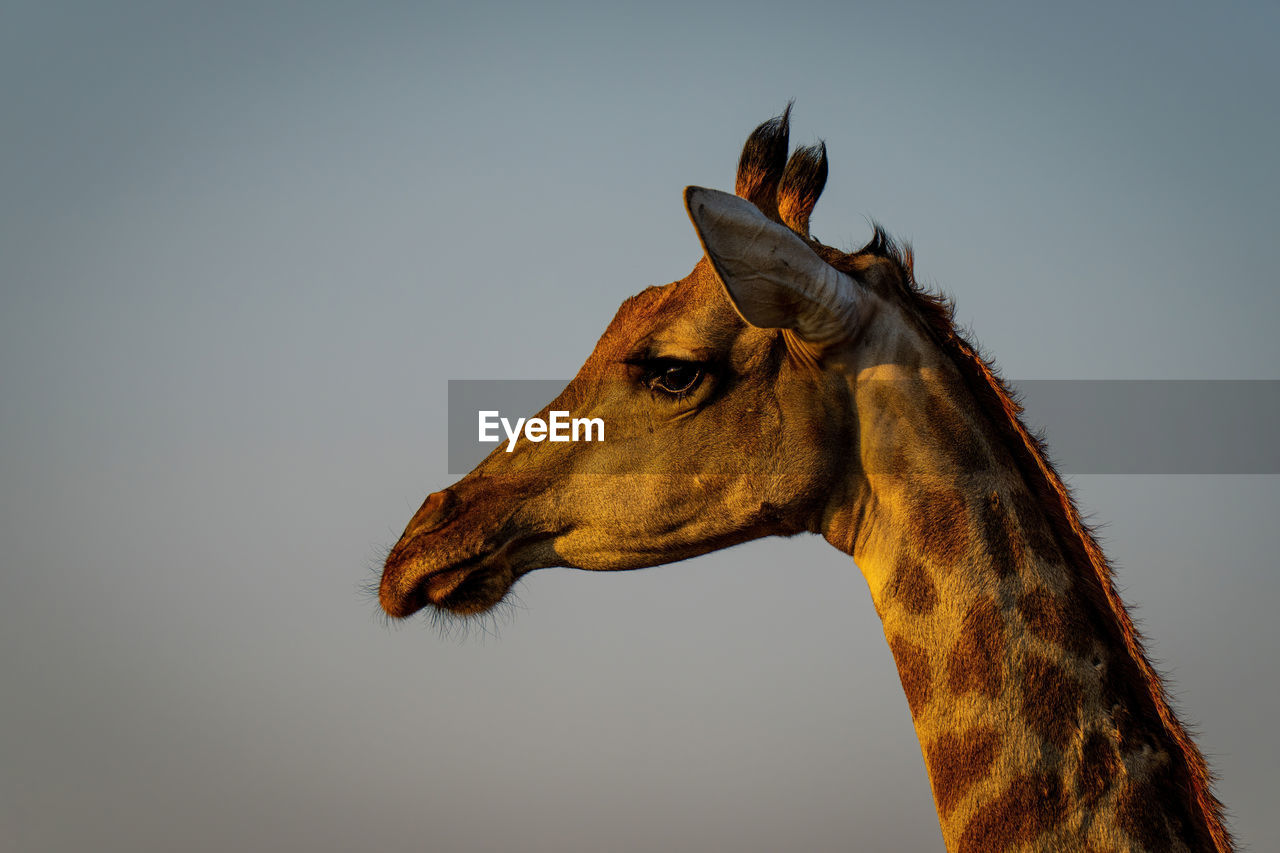 low angle view of donkey against white background