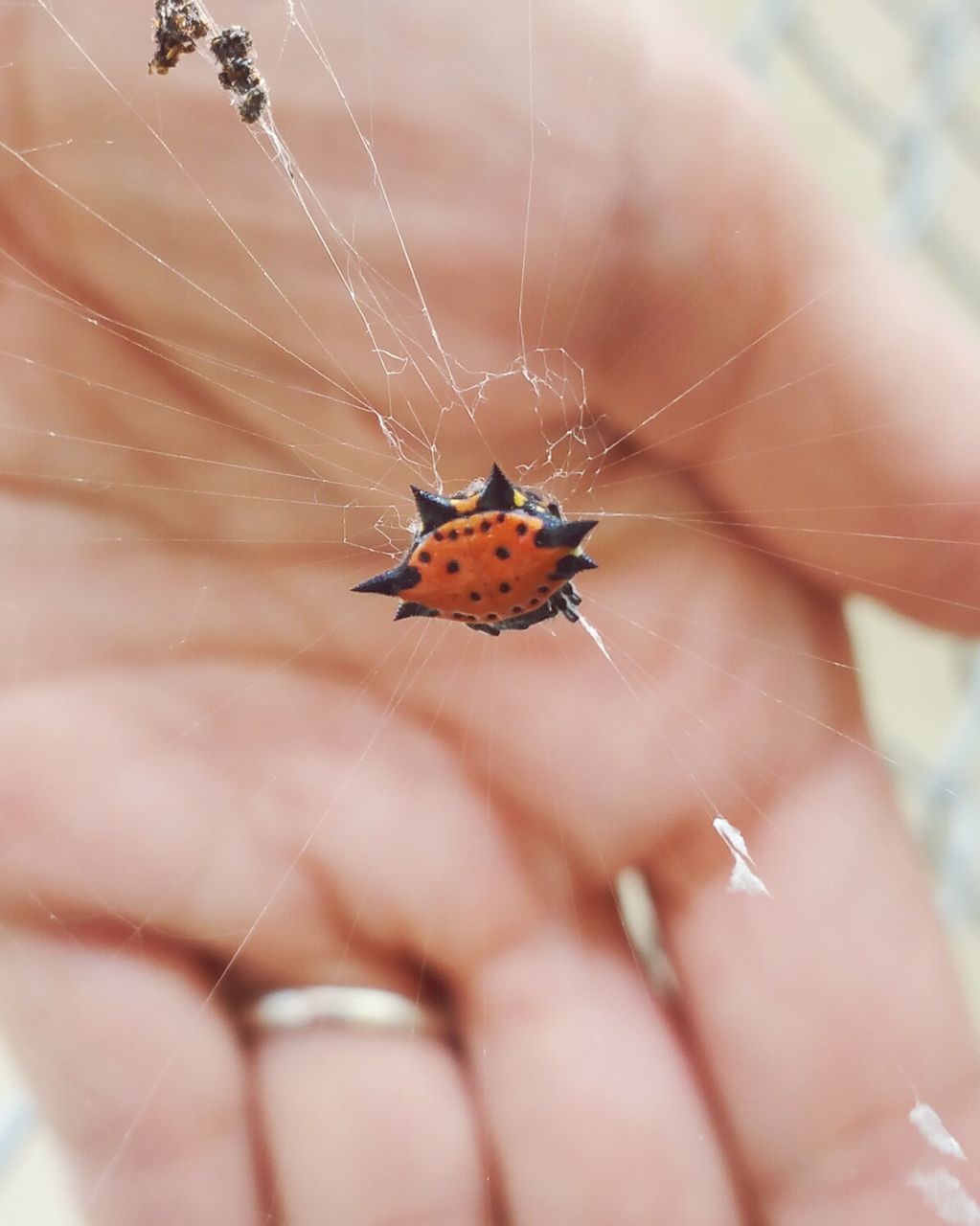 Close-up of spider on web