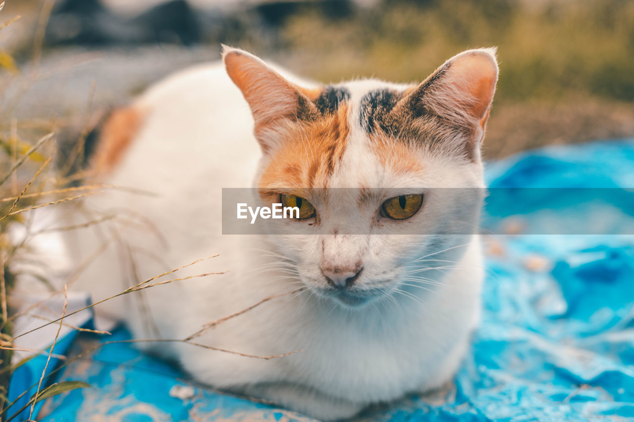 Close-up portrait of a cat