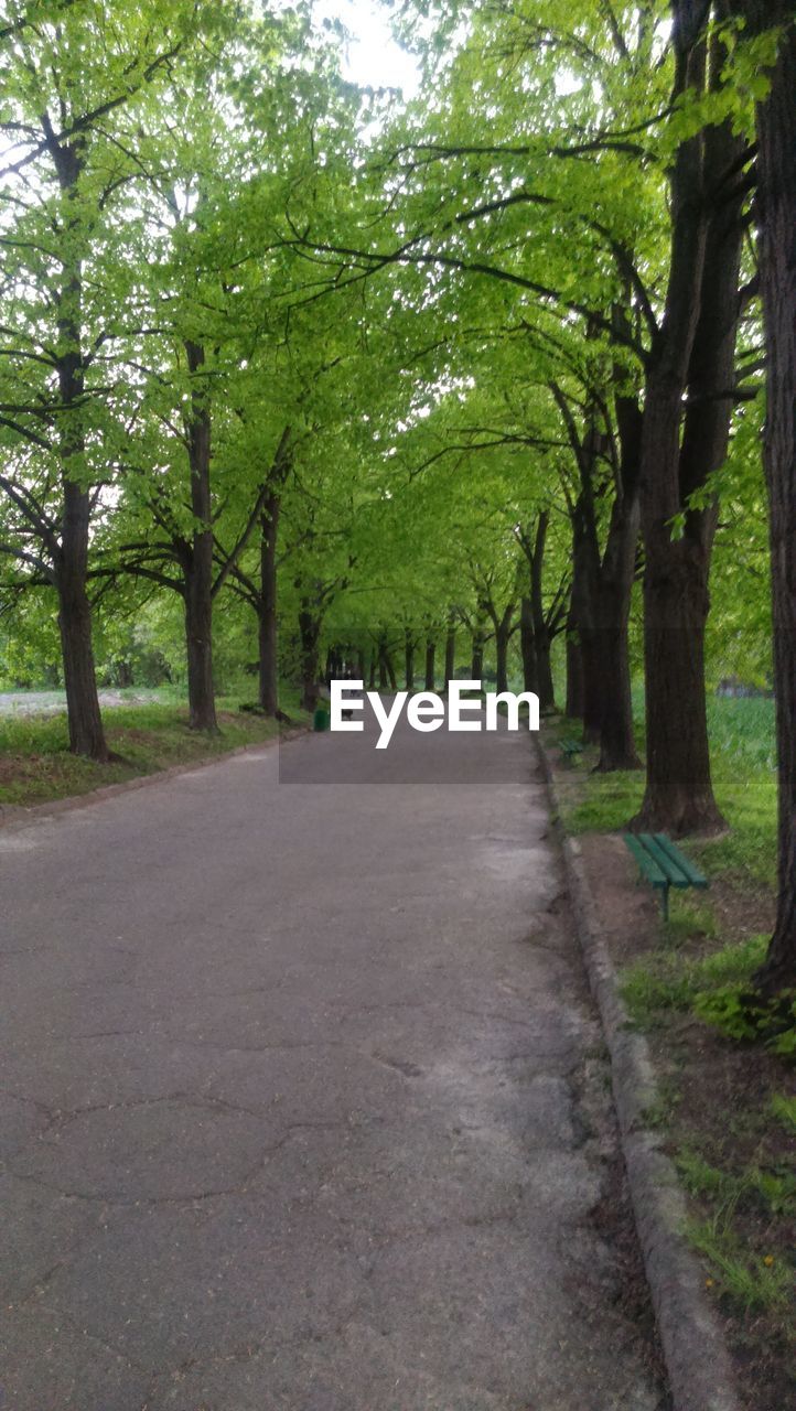 TREES ALONG ROAD