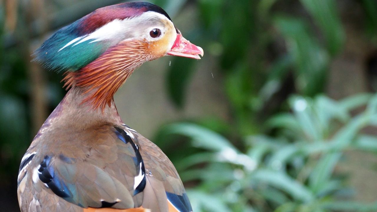 Close-up of bird