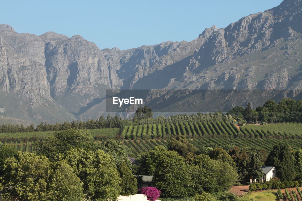 High angle view of vineyard by rocky mountains