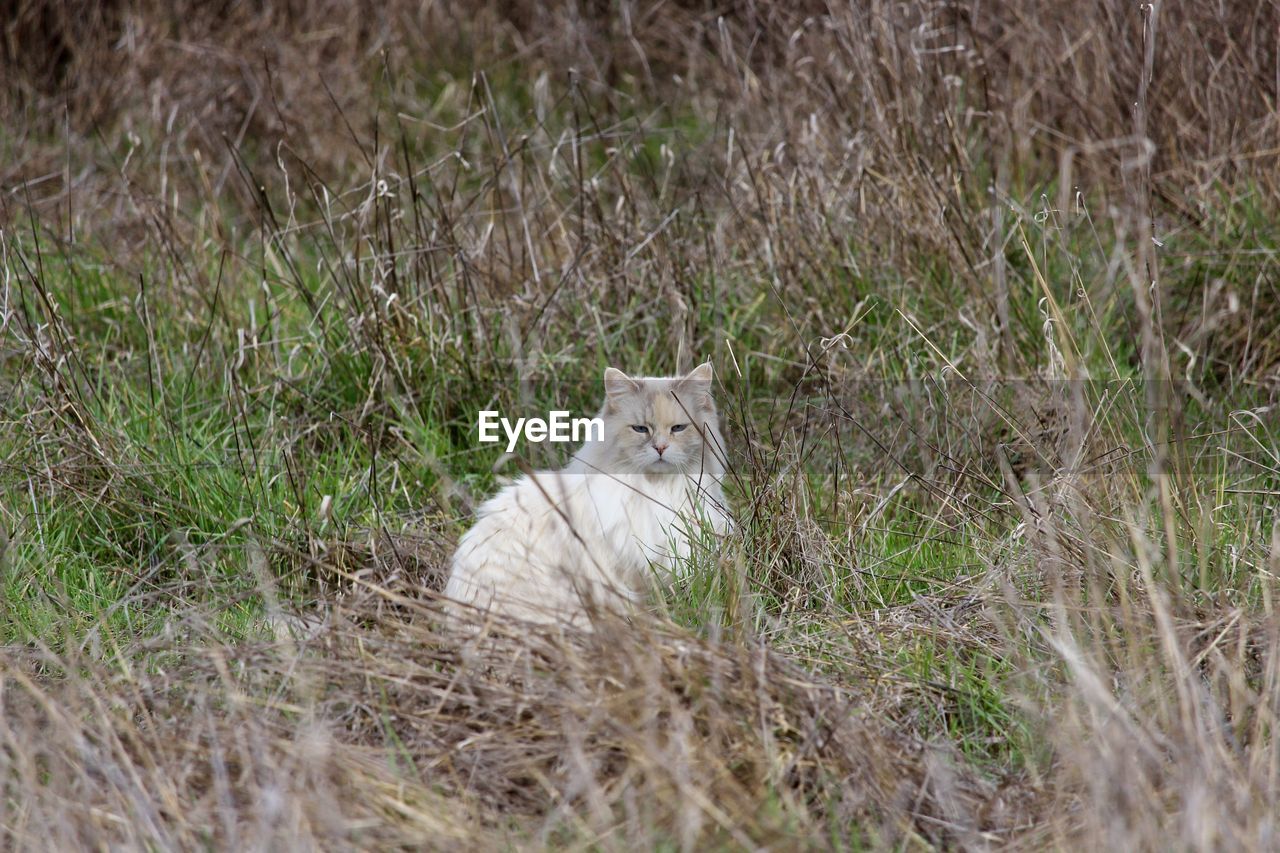 animal themes, animal, mammal, grass, plant, cat, one animal, pet, wildlife, domestic animals, land, field, no people, prairie, nature, feline, day, animal wildlife, portrait, growth, looking at camera, sitting, outdoors, domestic cat