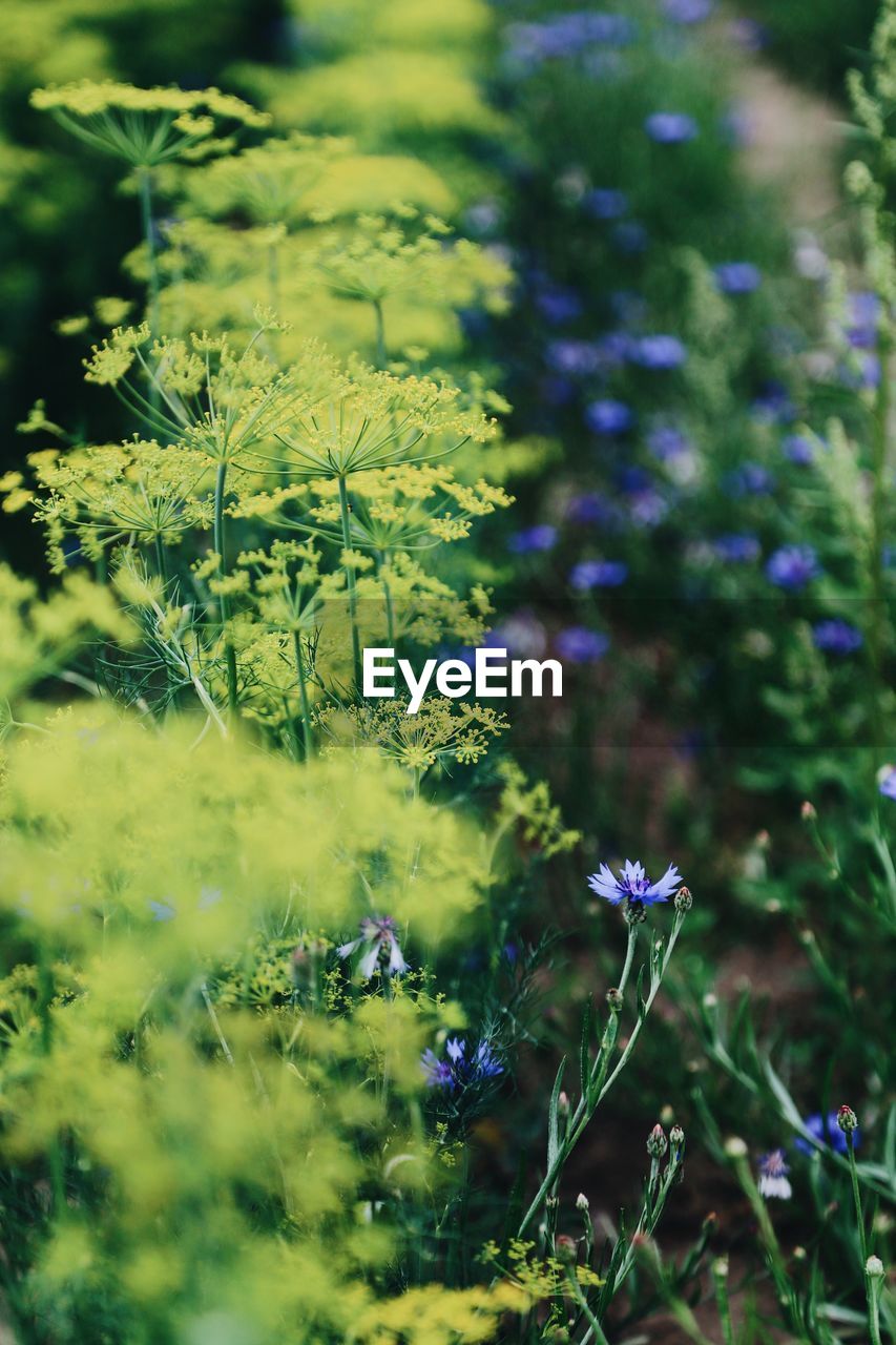 CLOSE-UP OF FLOWERING PLANTS ON FIELD