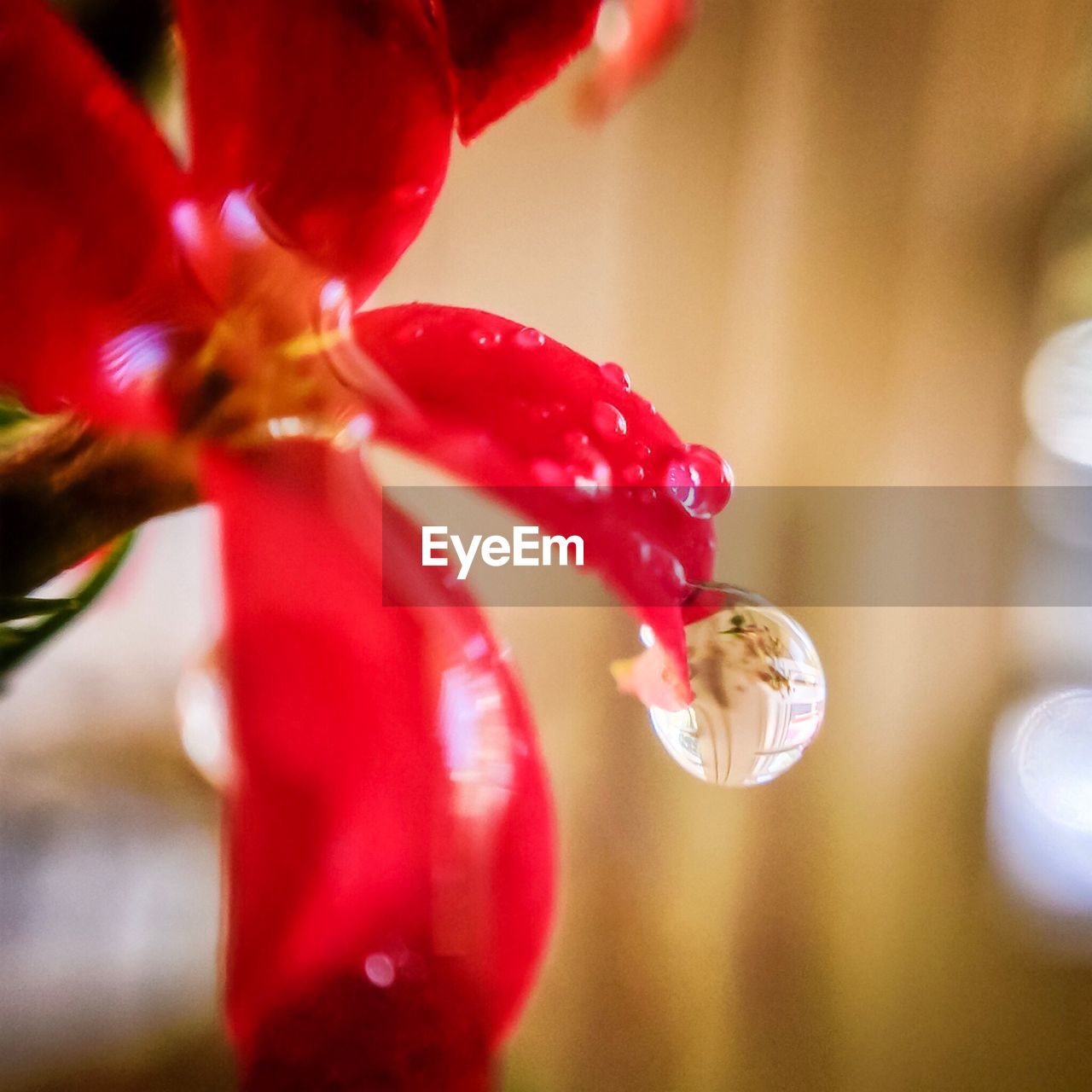 CLOSE-UP OF RED FLOWER AGAINST BLURRED WATER