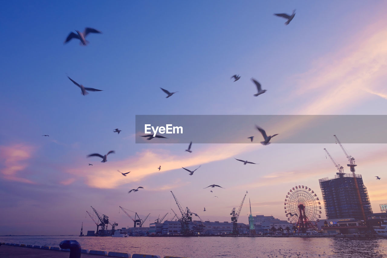 BIRDS FLYING OVER SEA