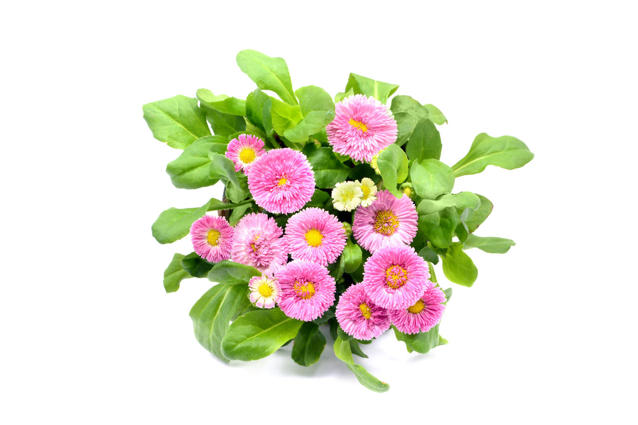 Close-up of pink daisy flowers against white background. top view